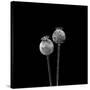 2 Poppy Heads BW-Tom Quartermaine-Stretched Canvas