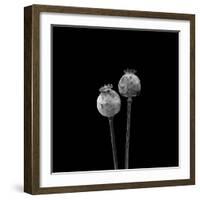 2 Poppy Heads BW-Tom Quartermaine-Framed Giclee Print