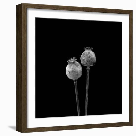 2 Poppy Heads BW-Tom Quartermaine-Framed Giclee Print