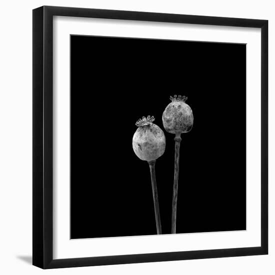 2 Poppy Heads BW-Tom Quartermaine-Framed Giclee Print