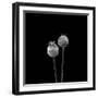 2 Poppy Heads BW-Tom Quartermaine-Framed Giclee Print