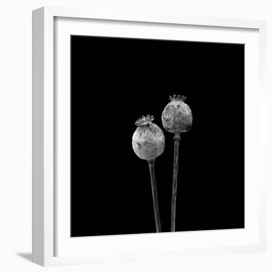 2 Poppy Heads BW-Tom Quartermaine-Framed Giclee Print