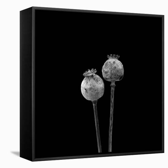 2 Poppy Heads BW-Tom Quartermaine-Framed Stretched Canvas