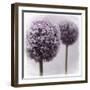 2 Purple Alliums-Tom Quartermaine-Framed Giclee Print