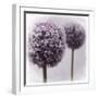 2 Purple Alliums-Tom Quartermaine-Framed Giclee Print