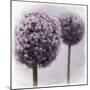 2 Purple Alliums-Tom Quartermaine-Mounted Giclee Print