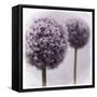 2 Purple Alliums-Tom Quartermaine-Framed Stretched Canvas