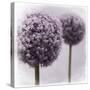 2 Purple Alliums-Tom Quartermaine-Stretched Canvas