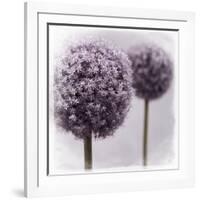 2 Purple Alliums-Tom Quartermaine-Framed Giclee Print