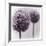 2 Purple Alliums-Tom Quartermaine-Framed Giclee Print