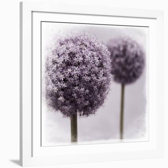 2 Purple Alliums-Tom Quartermaine-Framed Giclee Print