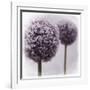 2 Purple Alliums-Tom Quartermaine-Framed Giclee Print