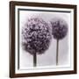 2 Purple Alliums-Tom Quartermaine-Framed Giclee Print