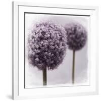 2 Purple Alliums-Tom Quartermaine-Framed Giclee Print