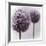 2 Purple Alliums-Tom Quartermaine-Framed Giclee Print