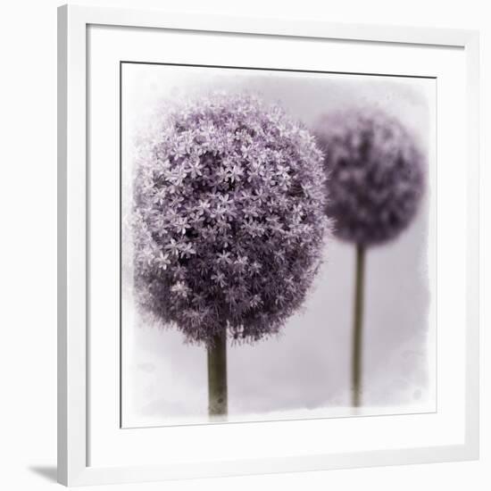 2 Purple Alliums-Tom Quartermaine-Framed Giclee Print