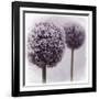 2 Purple Alliums-Tom Quartermaine-Framed Giclee Print