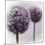 2 Purple Alliums-Tom Quartermaine-Mounted Giclee Print