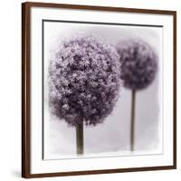 2 Purple Alliums-Tom Quartermaine-Framed Giclee Print