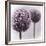 2 Purple Alliums-Tom Quartermaine-Framed Giclee Print