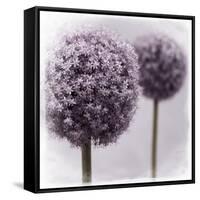 2 Purple Alliums-Tom Quartermaine-Framed Stretched Canvas