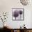 2 Purple Alliums-Tom Quartermaine-Framed Stretched Canvas displayed on a wall