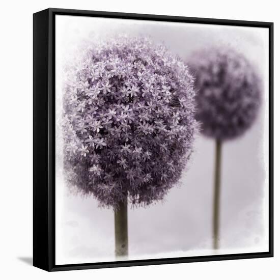 2 Purple Alliums-Tom Quartermaine-Framed Stretched Canvas