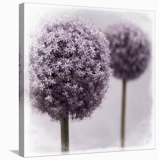 2 Purple Alliums-Tom Quartermaine-Stretched Canvas