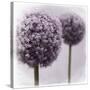 2 Purple Alliums-Tom Quartermaine-Stretched Canvas