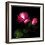 2 Roses 2 Tones-Magda Indigo-Framed Photographic Print