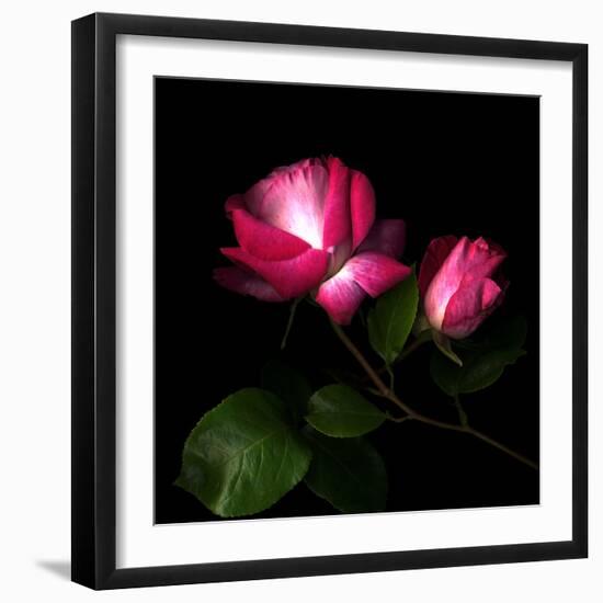 2 Roses 2 Tones-Magda Indigo-Framed Photographic Print