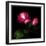 2 Roses 2 Tones-Magda Indigo-Framed Photographic Print