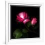 2 Roses 2 Tones-Magda Indigo-Framed Photographic Print