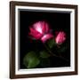 2 Roses 2 Tones-Magda Indigo-Framed Photographic Print