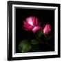 2 Roses 2 Tones-Magda Indigo-Framed Photographic Print