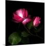 2 Roses 2 Tones-Magda Indigo-Mounted Photographic Print