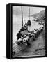 2 Rows of Chinese Trackers Plodding Along Bank of Yangtze River Towing a Junk Slowly Up River-Dmitri Kessel-Framed Stretched Canvas