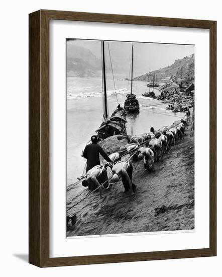 2 Rows of Chinese Trackers Plodding Along Bank of Yangtze River Towing a Junk Slowly Up River-Dmitri Kessel-Framed Photographic Print