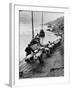 2 Rows of Chinese Trackers Plodding Along Bank of Yangtze River Towing a Junk Slowly Up River-Dmitri Kessel-Framed Photographic Print