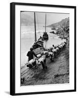 2 Rows of Chinese Trackers Plodding Along Bank of Yangtze River Towing a Junk Slowly Up River-Dmitri Kessel-Framed Photographic Print