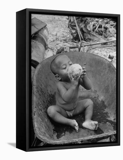 2 Year Old Drinking Coconut-null-Framed Stretched Canvas