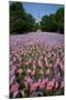 20,000 American Flags, Boston Common, Memorial Day, 2012, Boston, MA-Joseph Sohm-Mounted Photographic Print