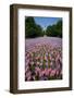 20,000 American Flags, Boston Common, Memorial Day, 2012, Boston, MA-Joseph Sohm-Framed Photographic Print