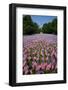 20,000 American Flags, Boston Common, Memorial Day, 2012, Boston, MA-Joseph Sohm-Framed Photographic Print