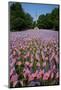 20,000 American Flags, Boston Common, Memorial Day, 2012, Boston, MA-Joseph Sohm-Mounted Photographic Print