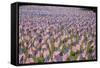 20,000 American Flags for Memorial Day, Boston Commons, Boston, MA-Joseph Sohm-Framed Stretched Canvas