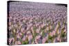 20,000 American Flags for Memorial Day, Boston Commons, Boston, MA-Joseph Sohm-Stretched Canvas