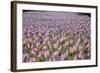 20,000 American Flags for Memorial Day, Boston Commons, Boston, MA-Joseph Sohm-Framed Photographic Print