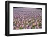 20,000 American Flags for Memorial Day, Boston Commons, Boston, MA-Joseph Sohm-Framed Photographic Print