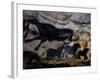 20,000 Year Old Lascaux Cave Painting Done by Cro-Magnon Man in the Dordogne Region, France-Ralph Morse-Framed Photographic Print